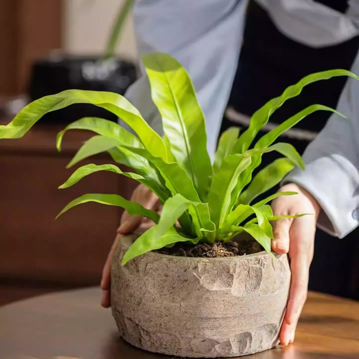 Mesa Cement Pot Planter - HearthHub
