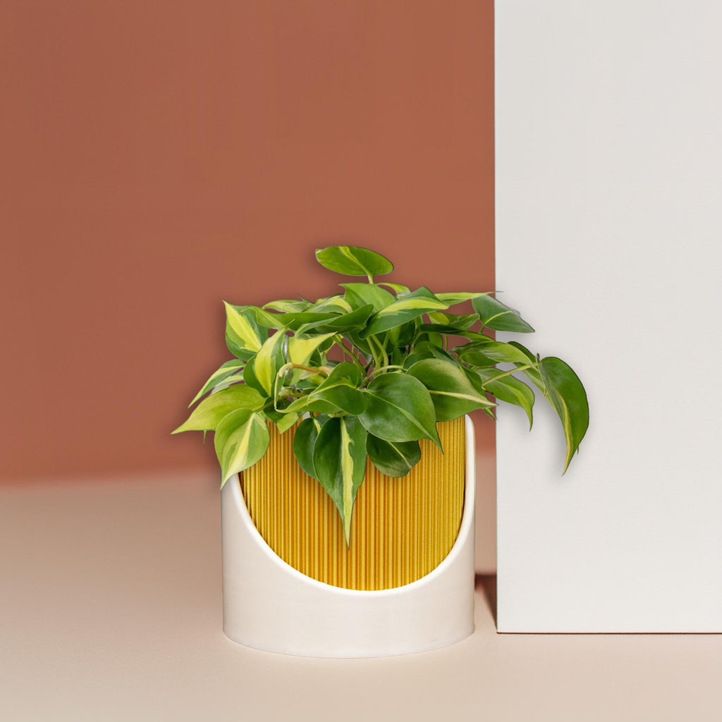 4 Inch Self Watering Planter, Large Indoor Outdoor Plant Pot with Drainage, Terracotta, Green, Beige, Modern Ribbed Design - HearthHub